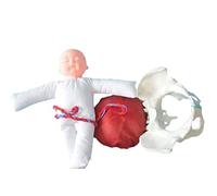 UIGJIOG Modelo Anatómico De Parto De Pelvis con Pelvis Femenina Y Feto De Partería De Bebé/Cable Umbilical/Placenta Modelo De Entrenamiento De Muñecas para Enseñar Modelo Médico 3Pcs Desmontable