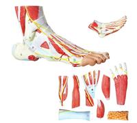 UIGJIOG Modelo anatómico de pie de 9 Partes 81 Signos Digitales Modelo de anatomía del pie Humano Modelo de pie Huesos Músculos Ligamentos Nervios Vasos sanguíneos del pie Humano