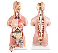 UIGJIOG Modelo Anatómico del Cuerpo Humano del Torso De Altura Modelo De Anatomía Humana Altura Material De PVC 55 Cm Modelo De Anatómico Torso Desmontable,55cm