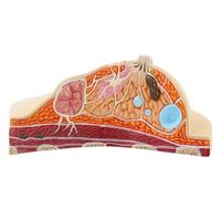 UIGJIOG Modelo Anatómico del Pecho Femenino, Modelo Anatómico de Mama, Modelo Anatómico Humano de la Estructura del Pecho Femenino, Modelo Patológico de Mama para Enfermedades y Cáncer