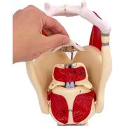 UIGJIOG Modelo anatómico laringe y pulmón Modelo Funcional de la laringe Modelo anatómico 3X del Modelo faringe Modelo Humano laringe para Fortalecer la Estructura y función del Cuello Medicina