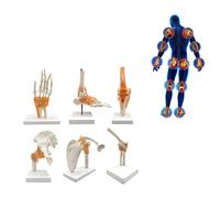 UIGJIOG Modelo Articular del Cuerpo Humano Seis articulaciones Principales 6 Piezas/Set Modelos de anatomía Articulación Hombro Codo Cadera Rodilla Mano y pie Modelos Huesos Modelo anatomía