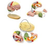 UIGJIOG Modelo de anatomía Cerebral de tamaño Natural 2X, Modelo de Cerebro Humano para neurociencia, Modelo Cerebral 3D Desmontable de 4 Partes con Etiquetas grabadas con láser Soporte