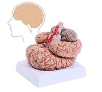 UIGJIOG Modelo de anatomía Cerebro Humano,Modelo Cerebro Humano,Modelo anatómicamente preciso Cerebro 8 Partes tamaño Natural,Modelo médico de enseñanza del Modelo del Cerebro anatómicamente