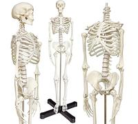 UIGJIOG Modelo De Anatomía De Esqueleto Humano De 85 Cm con Soporte De Metal Maniquí De Anatomía De Tamaño Medio Modelo De Esqueleto Humano con Brazos Y Piernas Móviles Modelo De Esqueleto Anatómico