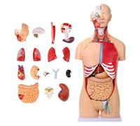 UIGJIOG Modelo de anatomía de Torso Humano de 32 Partes, Modelos de Cuerpo Humano a tamaño Real con corazón Cabeza cráneo Cerebro Capas viscerales y musculares de 33,4", Desmontable de Doble Sexo