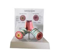 UIGJIOG Modelo de Anatomía del Asma Humana Modelo Bronquial del Sistema Respiratorio para Estudiantes Modelos y Materiales de Enseñanza Médica