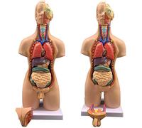 UIGJIOG Modelo de anatomía del Cuerpo 4D Modelo de ensamblaje Humano Modelo de 55 cm Modelo de Cuerpo Torso Anatomía órganos internos médicos para enseñar Anatomía Educación