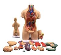 UIGJIOG Modelo De Anatomía del Cuerpo del Torso Humano, Modelo De Órganos Humanos,Anatómico 4D De 19 Piezas Desmontado De Órganos Humanos con Cabeza De Corazón, Modelo De Esqueleto Cerebral