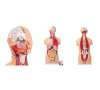 UIGJIOG Modelo de anatomía del Torso Humano de 85 cm Modelo de Torso de tamaño Natural de 32 Partes con Modelo de Capas musculares viscerales de corazón de Cabeza de cráneo y Cerebro
