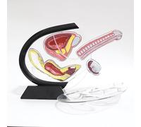 UIGJIOG Modelo De Anatomía Genital Transparente para Hombre Humano, Sistema De Vejiga De Cuerpo Cavernoso De Pene, Modelo De Estructura Testicular De Anatomía Anorrectal