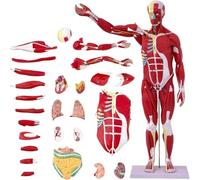 UIGJIOG Modelo de anatomía Muscular Humana de tamaño Natural de 1/2 Partes 27 Partes Modelo de anatomía del Sistema Muscular del Cuerpo Humano de 33" con órganos extraíbles y anatomía Muscular