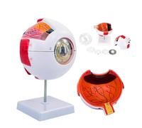 UIGJIOG Modelo de anatomía Ocular con Aumento de 6X Modelo de Globo Ocular Humano Modelo de Globo Ocular agrandado Modelo anatómico de Ojo Humano para la visualización de Estudio de educación