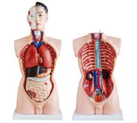 UIGJIOG Modelo de anatomía Torso Masculino 85 cm Anatomía Cuerpo Modelo anatómico Torso Muñeca con órganos Cuerpo médico Humano Modelo de anatomía del Cuerpo Humano Tamaño Real con 19 Piezas