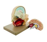 UIGJIOG Modelo De Cerebro 3 Partes Cabeza Humana con Modelo De Cerebro Modelo 3D De Tamaño Natural con Una Sección De Cerebro Extraíble con Arterias, Globo Ocular Y Nervio Óptico De 9 "De Altura