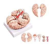 UIGJIOG Modelo De Cerebro Anatomía Cerebral, Modelo Cerebral 3D 41 Logotipos Digitales Precisos Modelo del Cerebro Humano, Modelo Cerebral Anatómico Preciso 9 Partes con Base para La Enseñanza