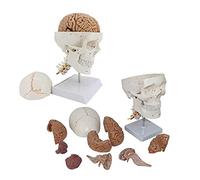 UIGJIOG Modelo De Cerebro del Cráneo Humano con 7 Vértebras Cervicales Tamaño De Vida Modimiento Anatómico Modelo De Cabeza Humana con Cerebro De Carrera Ocho Piezas Cerebro para La Enseñanza Médica