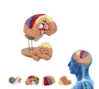 UIGJIOG Modelo de Cerebro Humano a Tamaño Natural 2X Colorido Modelo Anatómico del Cerebro Modelo de Cerebro Desmontable en 4 Partes para la Anatomía y la Neuroanatomía Enseñanza Médica