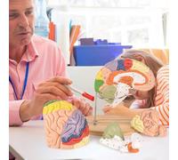 UIGJIOG Modelo De Cerebro Humano Codificado por Colores 2X Tamaño Real Modelo De Cerebro Humano para Neurociencia con Etiquetas Modelo De Anatomía 9 Colores para Aprendizaje De Ciencias En El Aula