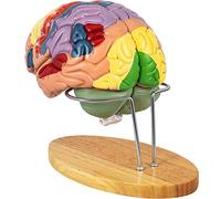 UIGJIOG Modelo de Cerebro Humano de 4 Partes Anatomía con codificación de Colores Cerebro Humano Modelo anatómico, enseñanza Cerebral Cerebro Humano para Ciencia Aula de Estudio Modelo
