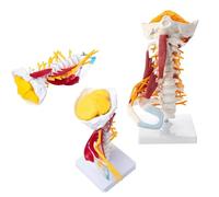 UIGJIOG Modelo de Columna Cervical de tamaño Natural 1: 1 Vértebras cervicales Cuerpo Vertebral Columna Vertebral Modelo nervioso Anatomía Humana Médula espinal Esqueleto de vértebras cervicales