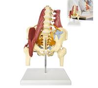 UIGJIOG Modelo de Columna Lumbar, Modelo óseo Humano de Columna Lumbar,Modelo Pelvis Femenina tamaño Real 1:1, Modelo de anatomía de Nervios, articulación de Cadera y músculos, Cabezas de fémur