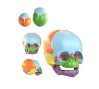 UIGJIOG Modelo De Cráneo De Feto Humano, Cerebro, Cabeza A Tamaño Real, Modelo De Cráneo De Infante, Herramienta para Enseñanza Médica, Aprendizaje Y Exhibición, Pintado A Mano
