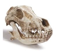 UIGJIOG Modelo De Cráneo De Lobo Resinoso 26 X13 X10,7 Cm Réplica De Cráneo De Lobo Modelo De Cráneo De Animal De Alta Simulación