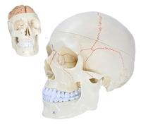 UIGJIOG Modelo de cráneo, Modelo de anatomía del Cerebro del cráneo Humano Modelo de cráneo de anatomía 11 Partes Desmontables con suturas Modelo de cráneo anatómico con números etiquetados
