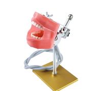 UIGJIOG Modelo de Dientes estándar dentales Typodont de Acero Inoxidable Dientes Falsos Enseñanza Dental Modelo de Dientes Ajustable Demostración de Soporte de Modelo de Diente