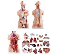 UIGJIOG Modelo de Enseñanza de Anatomía del Torso de 85 cm Modelo Anatómico del Cuerpo Humano con 23 Órganos Desmontables Partes con Corazón Cabeza Cráneo Cerebro Modelo de Esqueleto
