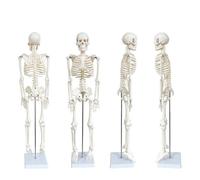 UIGJIOG Modelo de Esqueleto a tamaño 1/2 con Sistema nervioso en Soporte, Modelo de Esqueleto Humano para anatomía, 45 cm, Estudio médico, Esqueleto anatómico con Brazos y piernas móviles