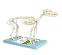 UIGJIOG Modelo de Esqueleto Canino Modelo de Esqueleto de Perro Anatomía Modelo 12.5"X19.6"X9.4" Modelo de Anatomía Canina Mandíbula Desmontable y Móvil Exhibición Anatómica Enseñanza Veterinaria