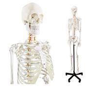 UIGJIOG Modelo de Esqueleto Humano Anatómico a Tamaño Natural, Modelo de Esqueleto Humano Médico con Sistema Nervioso de 70,8 Pulgadas con Soporte con Ruedas para Estudio Médico