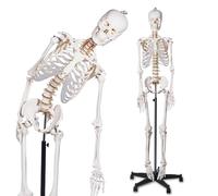 UIGJIOG Modelo de Esqueleto Humano Flexible de 170 cm para anatomía, Modelo de Esqueleto Humano de tamaño Real con Sistema nervioso y Soporte con Ruedas para Estudio médico y exhibición