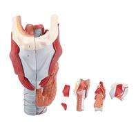 UIGJIOG Modelo de laringe Humana 2 x Modelo detallado de tamaño Natural laringe Modelo anatómico Muscular extraíble 5 Partes 14 * 16 * 24 cm