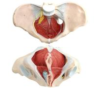 UIGJIOG Modelo De Los Músculos del Suelo Pélvico Femenino,Modelo del Suelo Pélvico A Tamaño Real,Modelo De La Pelvis Femenina con Los Músculos Suelo Pélvico Modelo Perineal Modelo Anatomía Femenina