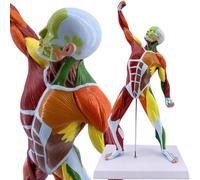 UIGJIOG Modelo de músculo de anatomía Humana Modelo anatomía de Hombre musculoso 50 cm Altura Modelo en Miniatura Colorido de músculos Modelo de anatomía del Cuerpo Humano para fisiología médica