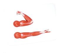 UIGJIOG Modelo De Músculo del Brazo Flexor Y Extensor 2 Partes del Modelo De Anatomía Humana Fitness Y Rehabilitación Mostrar Ayudas Didácticas
