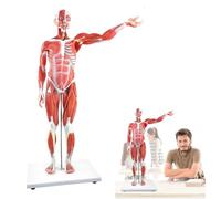 UIGJIOG Modelo De Músculo del Cuerpo Humano Modelo Músculo Y Órgano Humano 27 Partes Medio Tamaño Natural Figura Musculosa con Órganos Extraíbles Y Anatomía Muscular para El Entrenamiento Médico