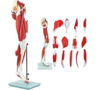 UIGJIOG Modelo de Músculo Músculos de la Pierna Humana Modelo de Anatomía 45 Pulgadas Tamaño Real 14 Partes Extremidades Inferiores Arterias Nervios Huesos Venas y Tendón Pie Desmontables Manual