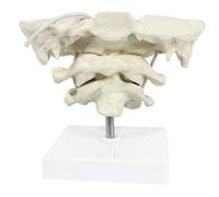 UIGJIOG Modelo de occiputa Modelo de la Columna Cervical Humana, Modelo de PVC Modelo óseo Occipital para la enseñanza médica Ayuda de la enseñanza Modelo Educativo