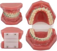 UIGJIOG Modelo de ortodoncia Dental,Modelo Dental de ortodoncia de Resina,Modelo de demostración de ortodoncia Dental Modelo Dental con Soporte de alambres metálicos para la enseñanza