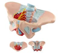 UIGJIOG Modelo de Pelvis Femenina a tamaño Real Modelo de Pelvis Femenina Músculos del Suelo pélvico Estructura anatómica Integral con perineo Educación médica