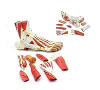 UIGJIOG Modelo De Pie De Pie Derecho 9 Piezas Modelo De Esqueleto De Pie Anatómico con Ligamentos, Músculos, Nervios Y Arterias, PVC, Tamaño De Vida, para Profesionales Médicos Herramienta