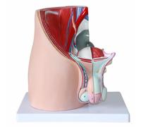 UIGJIOG Modelo de sección sagital pélvica Masculina Modelo del Sistema reproductivo Modelo del Sistema urinario