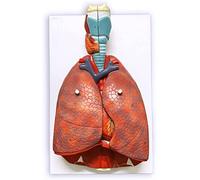 UIGJIOG Modelo De Sistema Respiratorio De Pulmón Humano De Tamaño Real, Modelo De Pulmón 7 Piezas Extraíbles Pulmones De Tamaño Real Modelo Anatomía Corazón Y Base De Laringe Desmontable