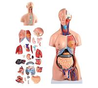 UIGJIOG Modelo de Torso Humano de 85 cm, anatomía del Cuerpo Humano anatómico, Modelo de ensamblaje anatómico 4D para recursos de enseñanza Desmontables 21 Piezas, Modelos médicos avanzados Pintados