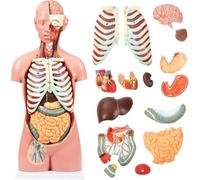 UIGJIOG Modelo de Torso Humano Modelo de anatomía del Torso 33,4" 17 Partes Desmontables Modelo a tamaño Real con corazón, Cerebro, órganos viscerales, Capas musculares, Huesos, Vasos y Nervios