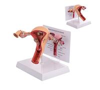 UIGJIOG Modelo de útero Humano Modelo de Ovario del útero Réplica de anatomía del Cuerpo del Sistema reproductivo Femenino para médicos Herramienta educativa del consultorio